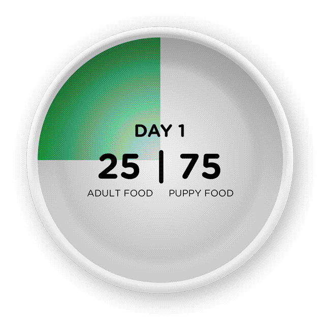 How to Switch Dog Food circle cart stating Day 1: 25% IAMS dog food and 75% old dog food